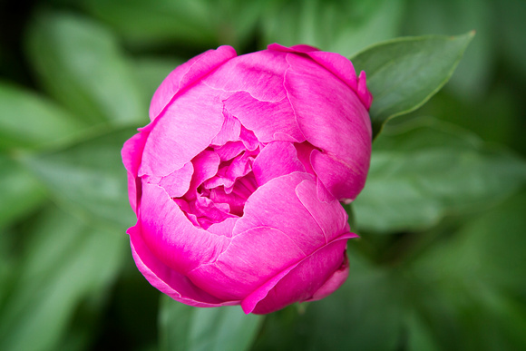 "Christine lewis photography", art, décor, fine, flower, green, home, print, pink, peony