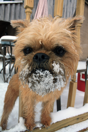 brussels, comical, dog, funny, griffon, puppy, snow