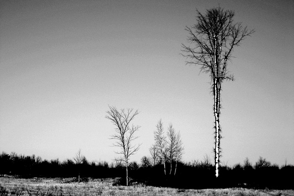 b&w, desolation, monochrome, solice, trees, winter