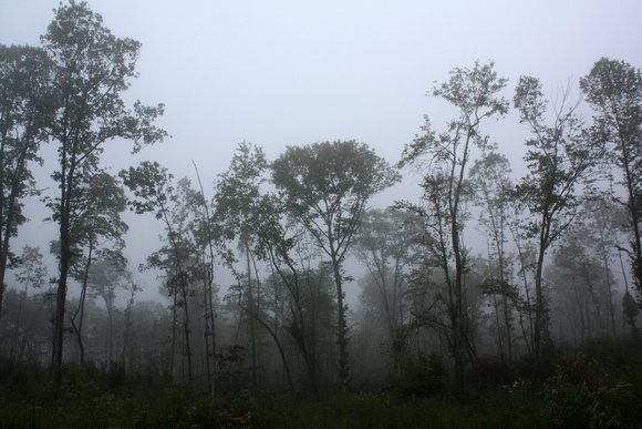 "christine lewis photography", countryside, farm, fog, rural, trees