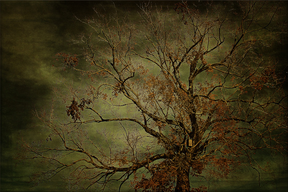 birdhouse, blue, color, dark, eerie, fall, moody, tree, vintage