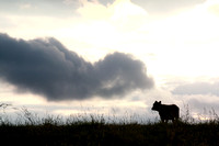 cattle, clouds, country, cow, field, rural, silhouette, sky