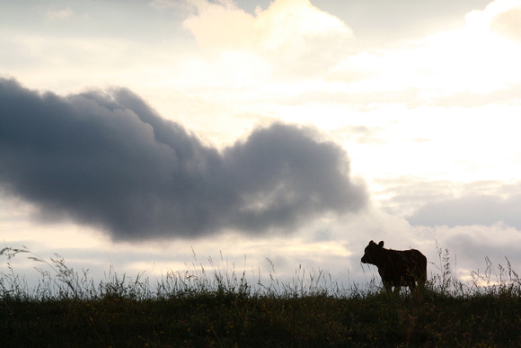 cattle, clouds, country, cow, field, rural, silhouette, sky