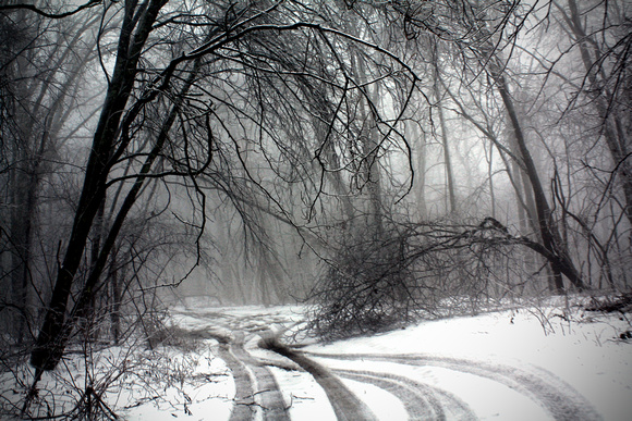 B&W, dark, eerie, foggy, forest, monochrome, mystical, narnia, snow, tracks, woods