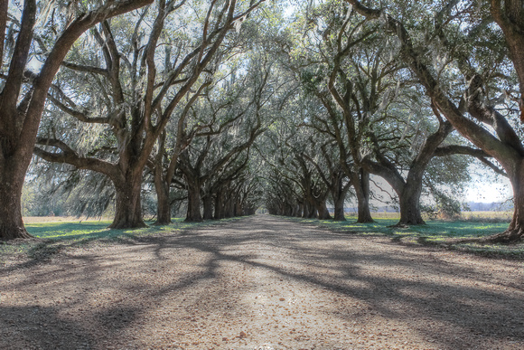 HDR, Louisiana, NOLA, New, Orleans, allee, alley, live, moss, oaks, point, spanish, trees, vanishing
