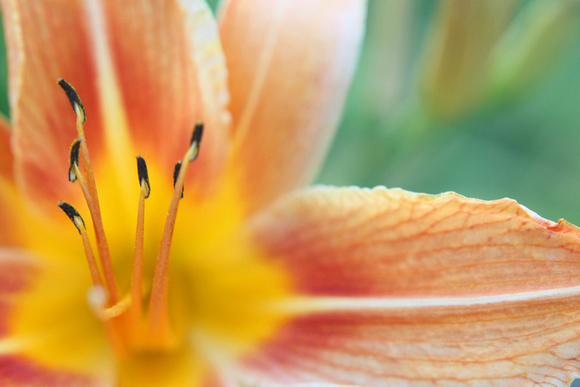 "day lily", flower, foliage, lily, macro, orange, oriental