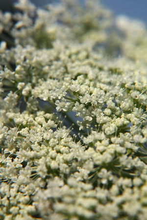 dainty, intricate, lace, "queen anne's lace", white, wildflower