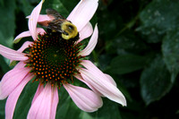 Echinacea, bee, flower, foliage, macro, pink, pollenation, "purple coneflower"