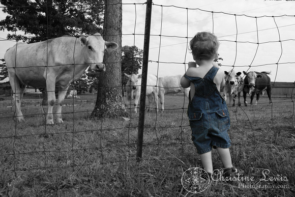 18 months, overalls, blue, cows, cattle, farm, fence, selective color