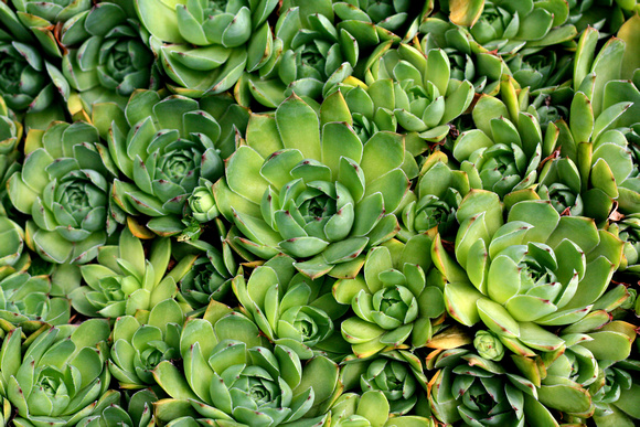 "christine lewis photography", foliage, green, "hens and chickens", succulent, texture