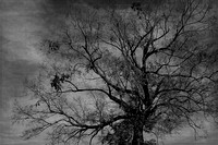 b&w, birdhouse, "black and white", dark, eerie, fall, monochrome, moody, textured, tree, vintage