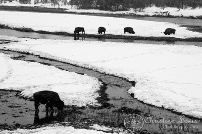 yellowstone national park, winter, snow, buffalo, bison, black and white, landscape, art print, christine lewis photography, wyoming