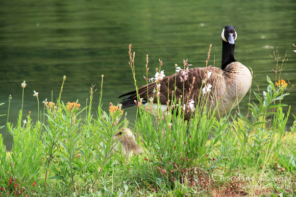 chattanooga nature center, tn, tennessee, professional, photographs, wedding, outdoor, natural, geese,details 