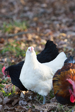 chickens, photo shoot, speciality, professional, chattanooga, tn, tennessee, field, outdoor