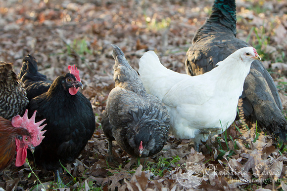 chickens, photo shoot, speciality, professional, chattanooga, tn, tennessee, field, outdoor