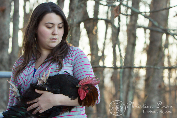 chickens, photo shoot, speciality, professional, chattanooga, tn, tennessee, field, outdoor, rooster