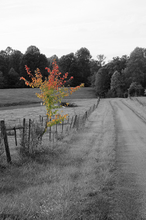 autumn, "christine lewis photography", color, countryside, fall, rural, "selective color", tree