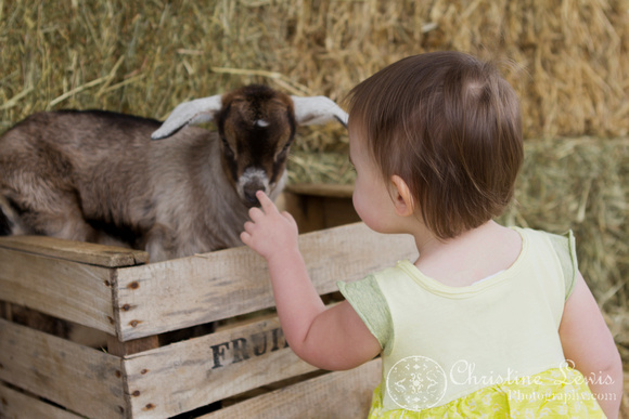 professional childrens photography chattanooga tn &quot;christine lewis photography&quot; country baby goat kid