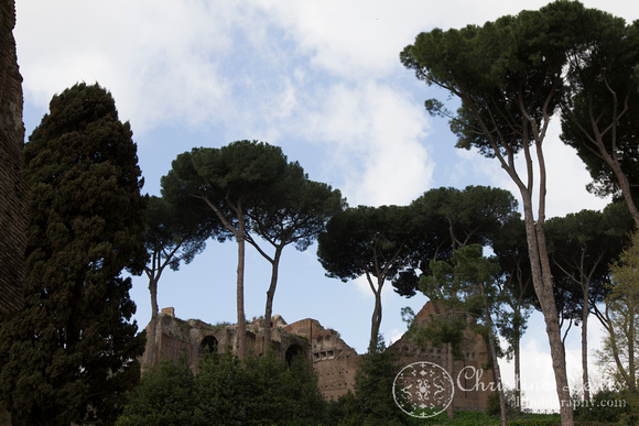 rome, italy, colosseum, &quot;christine lewis photography&quot;, travel, ancient, umbrella pine