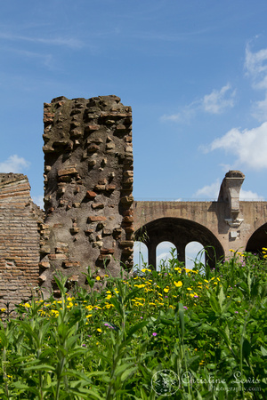 rome, italy, &quot;christine lewis photography&quot;, travel, palentine hill, ancient, ruins