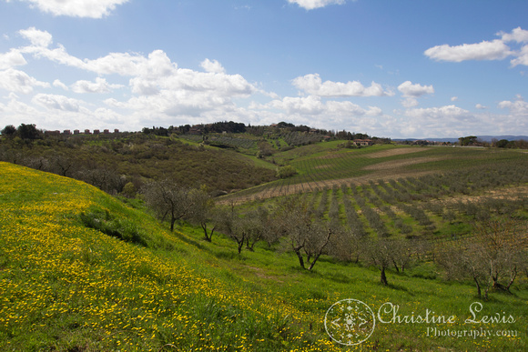 tuscany, olive grove, trees, Italy, siena, travel &quot;christine lewis photography&quot;, yellow flowers, vineyards, hills