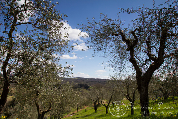 tuscany, olive grove, trees, Italy, siena, travel &quot;christine lewis photography&quot;