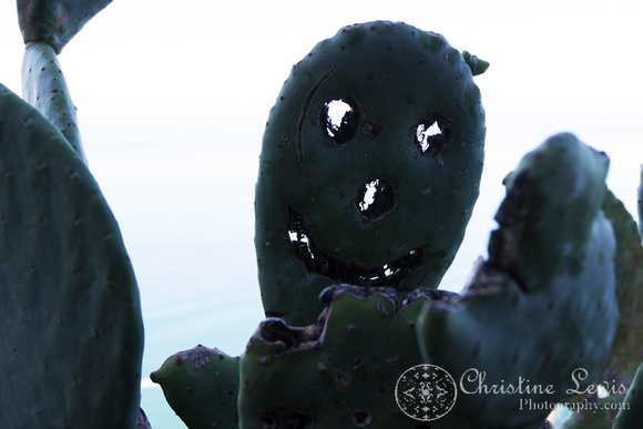 italy, cinque terre, travel, &quot;christine lewis photography&quot;, mediterranean, ligurian coast, hiking trail, cactus, smiley face, funny, fine art, home decor