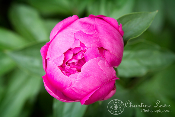 foliage, flowers, peony, green, pink, &quot;christine lewis photography&quot;, home decor, fine art print