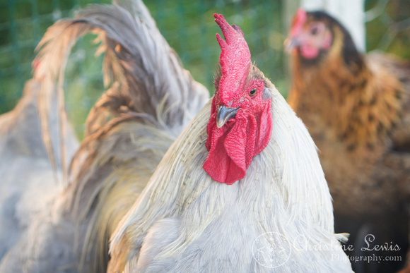 chickens, hen house, coop, farm, countryside, art print, &quot;christine lewis photography&quot;, lavendar orpington, brahma bantam, rooster