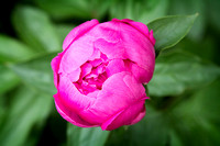"Christine lewis photography", art, décor, fine, flower, green, home, print, pink, peony