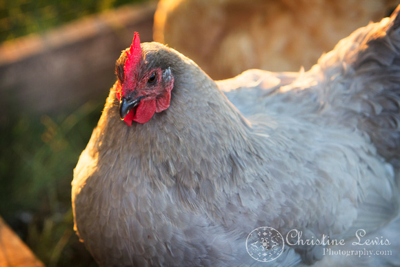 chickens, hen house, coop, farm, countryside, art print, &quot;christine lewis photography&quot;, lavendar orpington