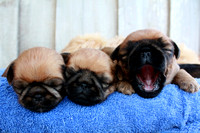 babies, cute, dog, puppies, yawn
