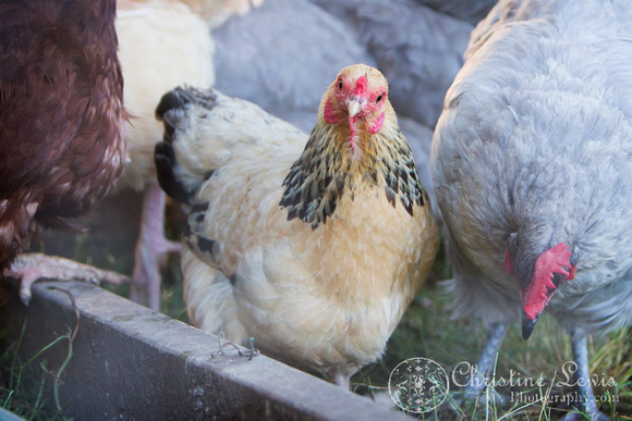 chickens, hen house, coop, farm, countryside, art print, &quot;christine lewis photography&quot;, lavendar orpington, brahma bantam
