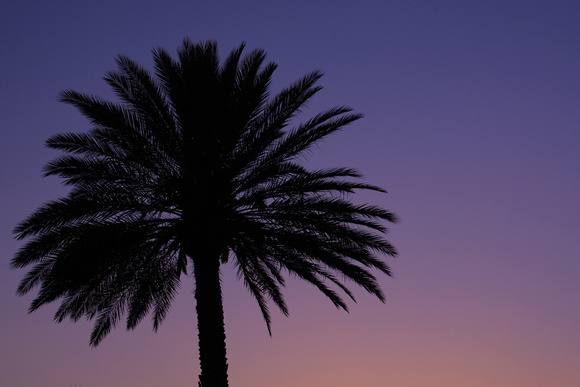 "palm tree", purple, silhouette, sunset, tree