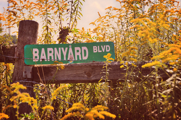country, vintage, rustic, street sign, goldenrod, yellow, flowers, rural, "Christine lewis photography", fence, barbed wire, décor, fine art print