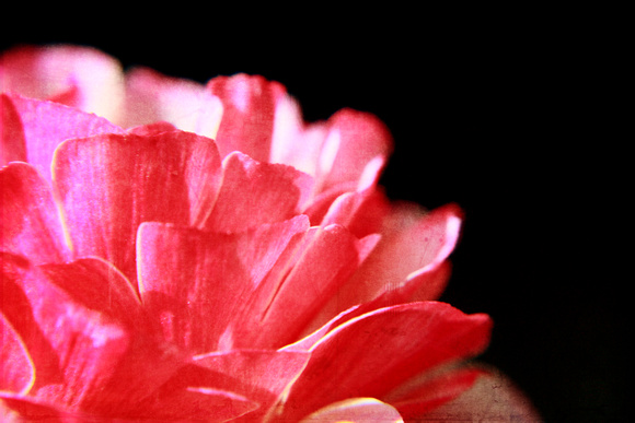 flower, foliage, macro, pink, ranunculus