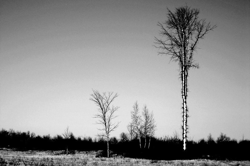 b&amp;w, desolation, monochrome, solice, trees, winter
