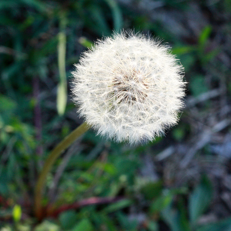dandelion, weed, wildflower, wish
