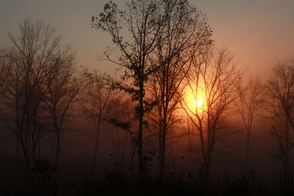 countryside, fog, mystical, orange, rural, sunrise, trees