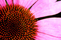 Echinacea, flower, foliage, macro, pink, "purple coneflower", texture