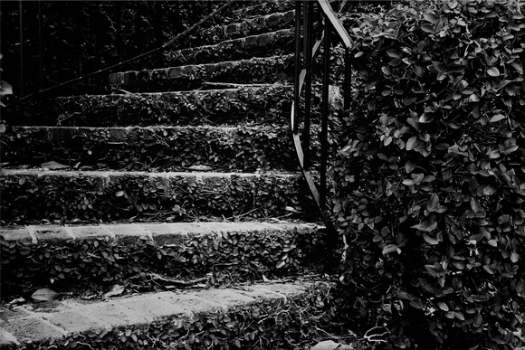 B&W, Georgia, Savannah, "black and white", historic, ivy, monochrome, overgrown, stairs
