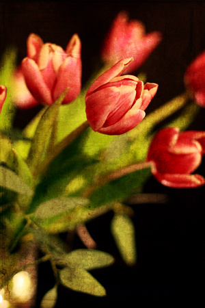 birthday, bouquet, dark, floral, flower, pink, present, texture, tulip