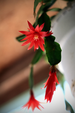 blooming, cactus, christmas, flower, foliage, "from below", green, hanging, plant, red