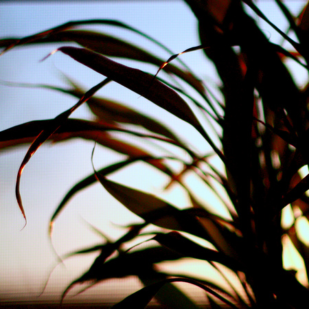 DoF, abstract, bamboo, leaves, silhouette