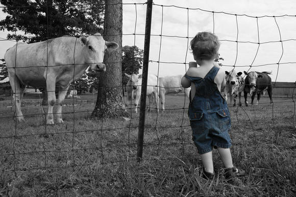 farmer in training, overalls, fine art print, child, boy, selective coloring, cattle, fence