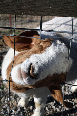 goat smiling chattanooga tennessee funny fence tn art print home decor christine lewis photography