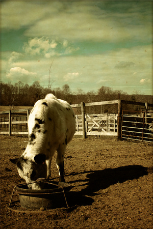 cattle, "christine lewis photography", country, countryside, cow, eating, farm, rural
