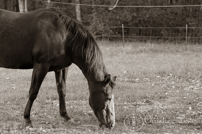 horse, chattanooga, tennessee, tn, sepia, field