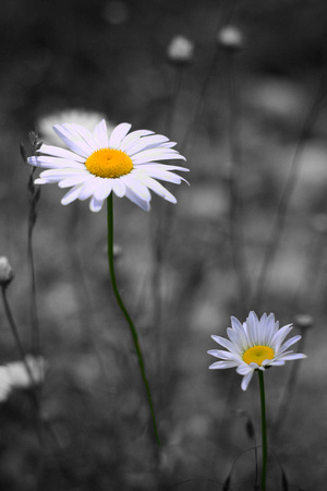 daisies, "selective color", yellow