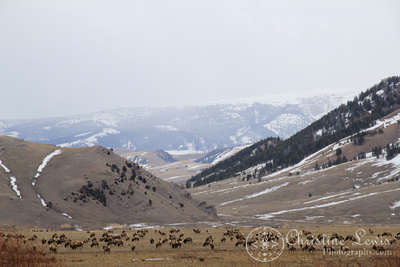 elk, plains, wyoming, travel, photographs, pictures, art print, sagebrush, refuge, jackson hole, mountains